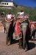 India: Elephants, Amber (Amer) Palace and Fort, Amer, near Jaipur, Rajasthan